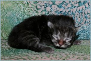 Male Siberian Kitten from Deedlebug Siberians